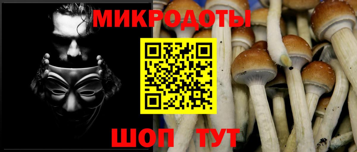 Псилоцибиновые грибы Psilocybe Мичуринск