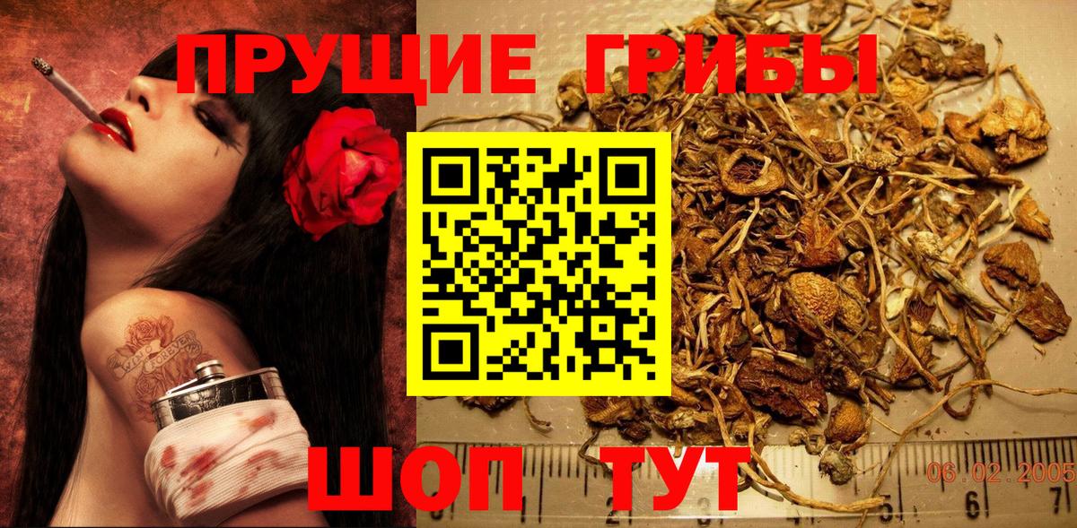 Мичуринск  Псилоцибиновые грибы Cubensis  Вход с VPN 